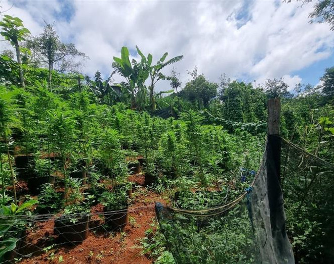 Công an Đắk Nông phát hiện vườn trồng cần sa hơn 2.600 cây ảnh 2