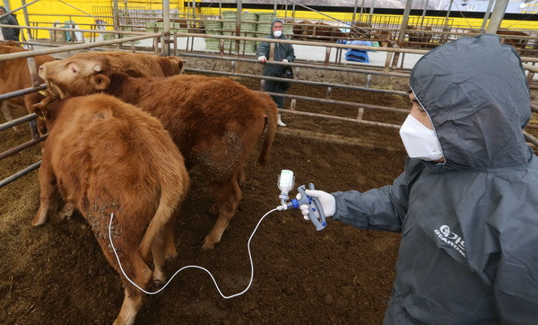 Hàn Quốc mới ghi nhận thêm hai ổ dịch lở mồm long móng ảnh 1