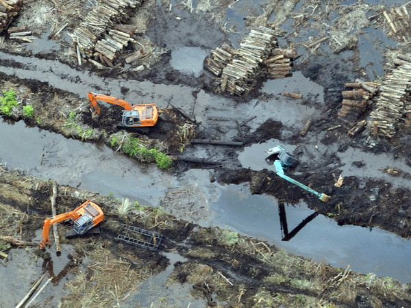 EU quan ngại về nạn phá rừng và suy thoái rừng nghiêm trọng ảnh 1