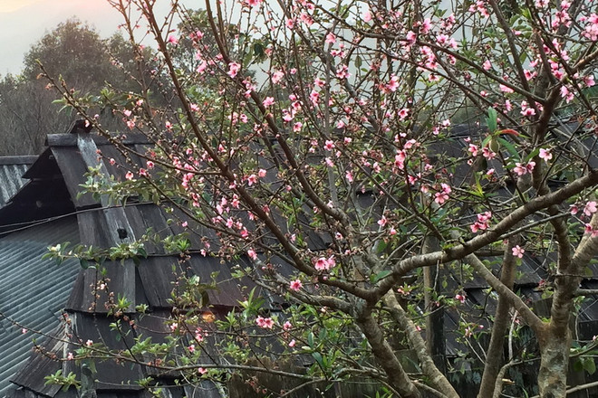 Điện Biên rực rỡ sắc đào rừng ven bờ sông Nậm Rốm lịch sử ảnh 2