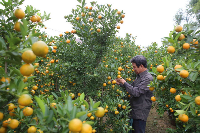 Điện Biên rực rỡ sắc đào rừng ven bờ sông Nậm Rốm lịch sử ảnh 3