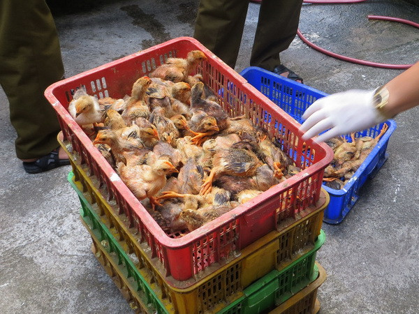 Bắc Giang: Bắt giữ hơn 3.000 con gia cầm không rõ nguồn gốc ảnh 1
