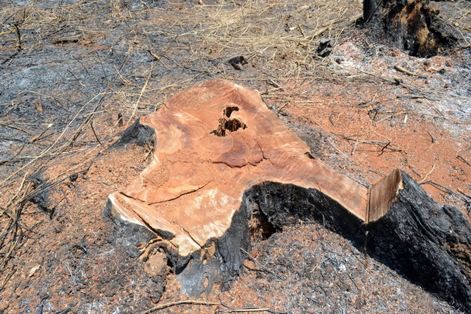 Khẩn trương điều tra vụ phá rừng quy mô lớn tại huyện Đắk G’Long ảnh 1