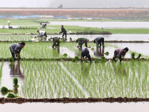 Hơn 50% diện tích Trung du và Đồng bằng Bắc bộ đã có nước cho gieo cấy ảnh 1