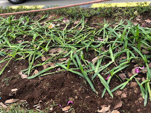 Nhiều cây xanh, thảm cỏ trên tuyến đường cửa ngõ Thủ đô bị xâm hại ảnh 1