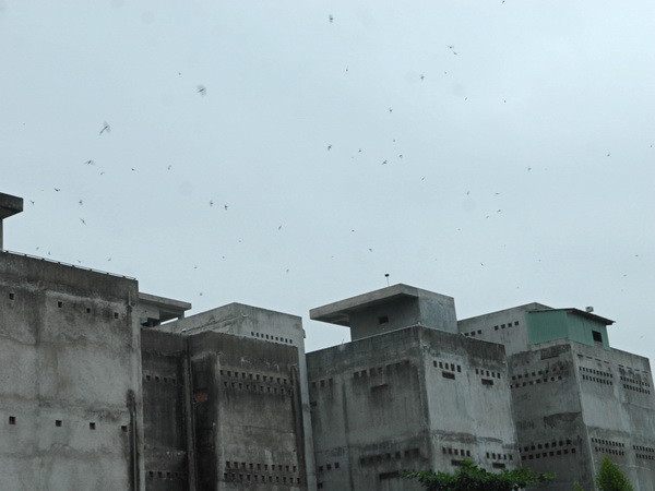 Khánh Hòa quy hoạch nghề nuôi chim yến trong nhà ảnh 1