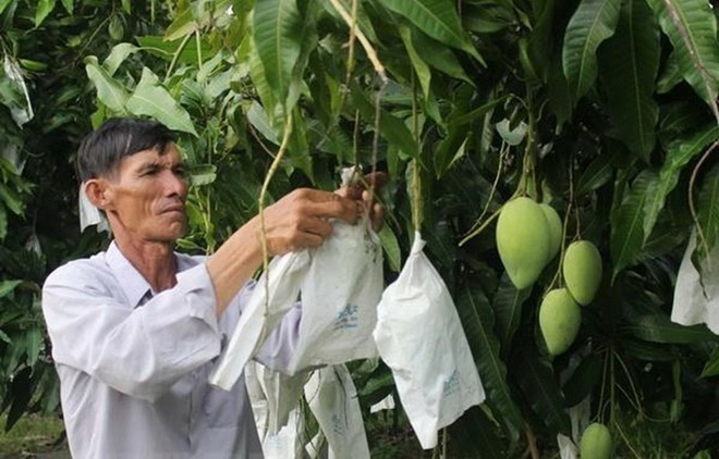 Nông dân chăm sóc xoài Cao Lãnh (Ảnh: TTXVN phát) Đồng Tháp xây dựng, phát triển thương hiệu nông sản chủ lực ảnh 1