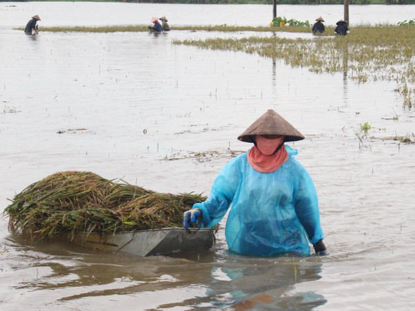 Mưa lũ gây thiệt hại nghiêm trọng cho vùng ngoại thành Hà Nội ảnh 1
