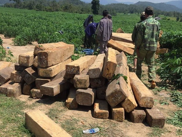 Gia Lai: Liên tiếp các vụ chống người thi hành công vụ về quản lý rừng ảnh 1