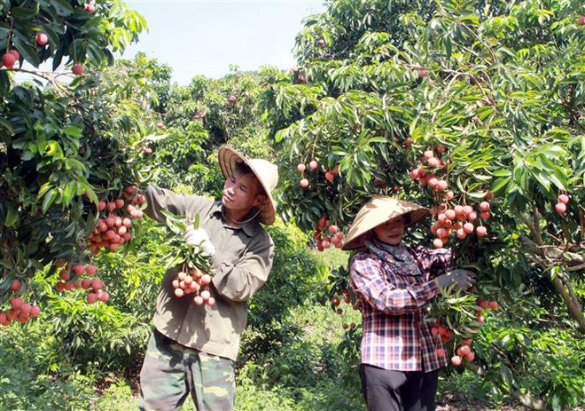 Thu hoạch vườn vải đủ tiêu chuẩn xuất khẩu tại Lục Ngạn, Bắc Giang. (Ảnh: Đồng Thúy/TTXVN) Bắc Giang phấn đấu xuất khẩu 1.500 tấn vải thiều sang Hoa Kỳ ảnh 1