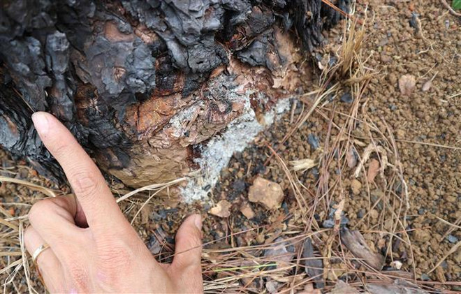 Khởi tố điều tra vụ hàng trăm cây thông bị đầu độc tại Lâm Đồng ảnh 2