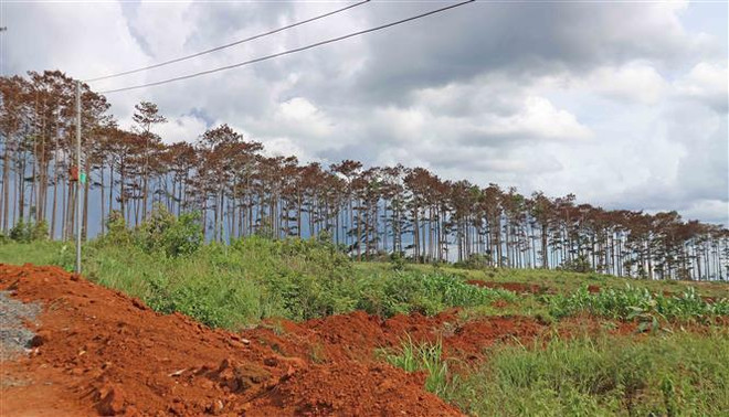 Khởi tố điều tra vụ hàng trăm cây thông bị đầu độc tại Lâm Đồng ảnh 1