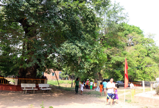 Ba cây bằng lăng nước ở An Giang được công nhận là Cây di sản ảnh 2