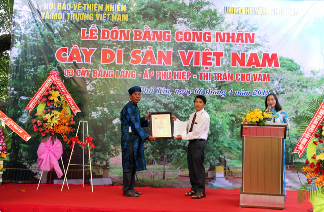 Ba cây bằng lăng nước ở An Giang được công nhận là Cây di sản ảnh 1