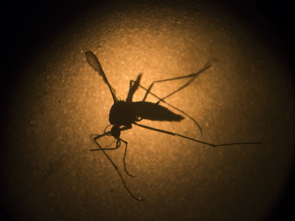 Trung Quốc: Tỉnh Quảng Đông đối mặt với nguy cơ sốt xuất huyết ảnh 1