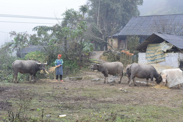 Không khí lạnh mạnh tăng cường, Sa Pa có băng giá trong 1-2 ngày tới ảnh 1