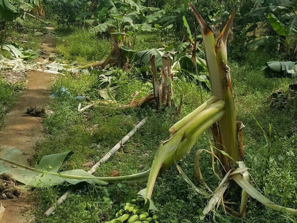 Nghệ An: Voi rừng xuất hiện tại huyện Anh Sơn, phá hoại mùa màng ảnh 1