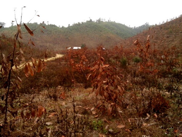 Bắc và Bắc Trung Bộ tiếp tục rét buốt do nhiệt độ giảm sâu ảnh 1