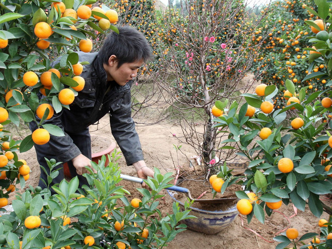 Làng hoa Hà Nội nhộn nhịp vào mùa phục vụ ngày Tết Nguyến đán ảnh 1