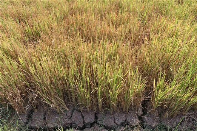 Nhiều diện tích lúa, cây trồng bị thiệt hại do khô hạn kéo dài ảnh 2