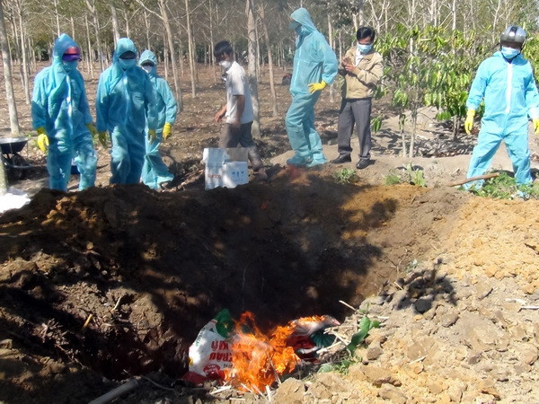 Quảng Ngãi khẩn trương khoanh vùng dập dịch cúm A chủng H5N6 ảnh 1