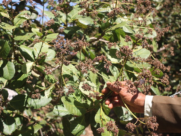 Nông dân Bà Rịa-Vũng Tàu trước nguy cơ mất trắng mùa điều ảnh 1