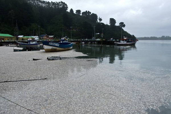 Hàng chục tấn cá mòi lại chết trắng bờ biển miền Nam Chile ảnh 1