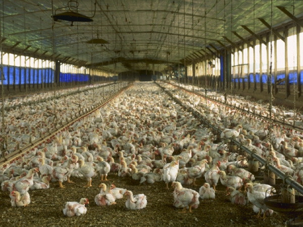 Hà Lan lại phát hiện thêm một ổ dịch cúm gia cầm mới ảnh 1