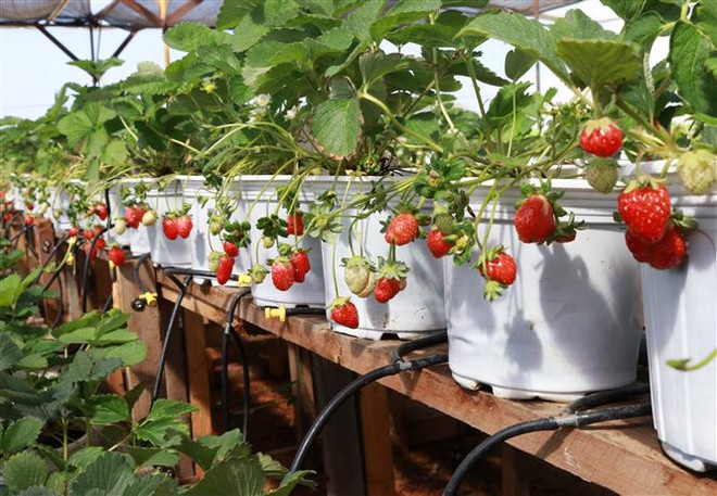 Độc đáo mô hình trồng dâu tây ở xứ nóng Ninh Thuận ảnh 1