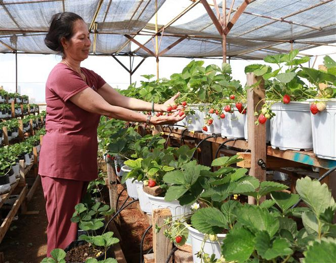 Độc đáo mô hình trồng dâu tây ở xứ nóng Ninh Thuận ảnh 2