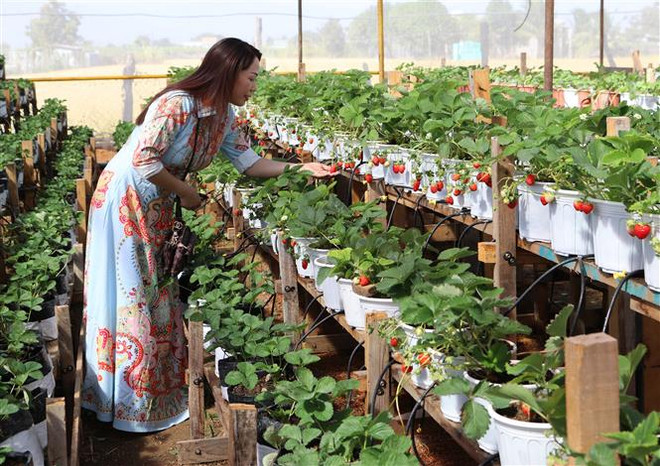 Độc đáo mô hình trồng dâu tây ở xứ nóng Ninh Thuận ảnh 3