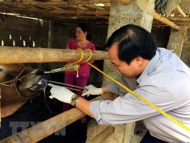 Lấy mẫu bệnh phẩm trên đàn bò bị bệnh để kiểm tra. (Ảnh: Bùi Đức Hiếu/TTXVN) 10 sự kiện nổi bật của kinh tế Việt Nam năm 2018 do TTXVN bình chọn ảnh 10
