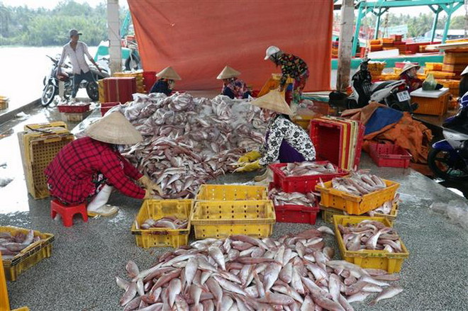 Trong ảnh: Hoạt động thu mua, phân loại cá tại cảng cá Tắc Cậu, huyện Châu Thành, tỉnh Kiên Giang. (Ảnh: Lê Huy Hải/TTXVN) 10 sự kiện nổi bật của kinh tế Việt Nam năm 2018 do TTXVN bình chọn ảnh 3