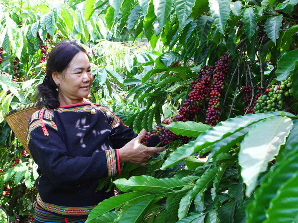 Đầu tư đáp ứng yêu cầu phát triển kinh tế-xã hội Tây Nguyên ảnh 1