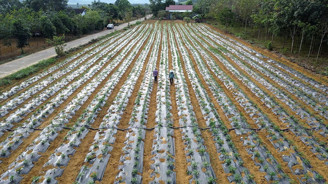 ttxvn_0207_phu yen (2).jpg