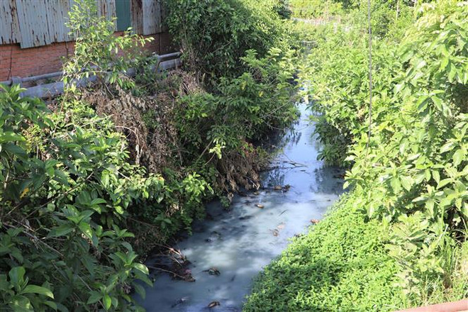 Nước thải không được xử lý, người dân thành phố Quảng Ngãi kêu cứu ảnh 1