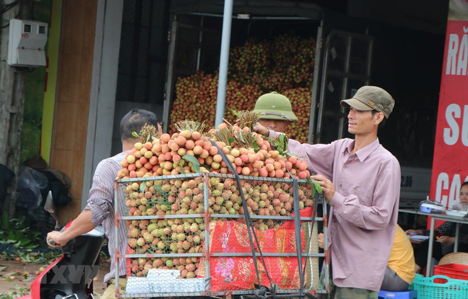 Điểm thu mua vải trên đường 390, huyện Thanh Hà. (Ảnh: Mạnh Minh/TTXVN) Dự kiến cuối tháng Năm sẽ xuất khẩu lô vải tươi đầu tiên sang Nhật Bản ảnh 1