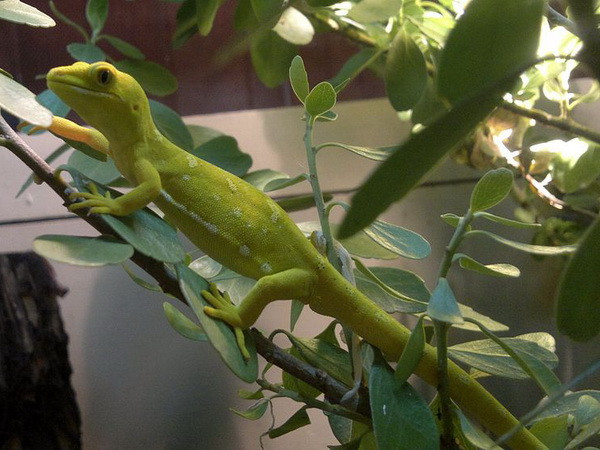 Phát hiện 163 loài mới tại khu vực Tiểu vùng sông Mekong ảnh 1