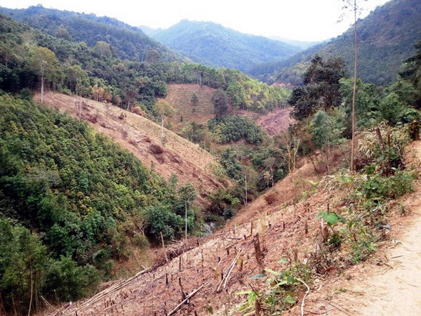 Thủ tướng yêu cầu xác minh thông tin 9.000ha rừng đầu nguồn tan hoang ảnh 1