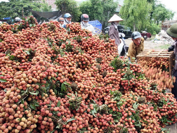 Hải Dương nỗ lực chuyển hướng tìm đầu ra mới cho vải thiều ảnh 1