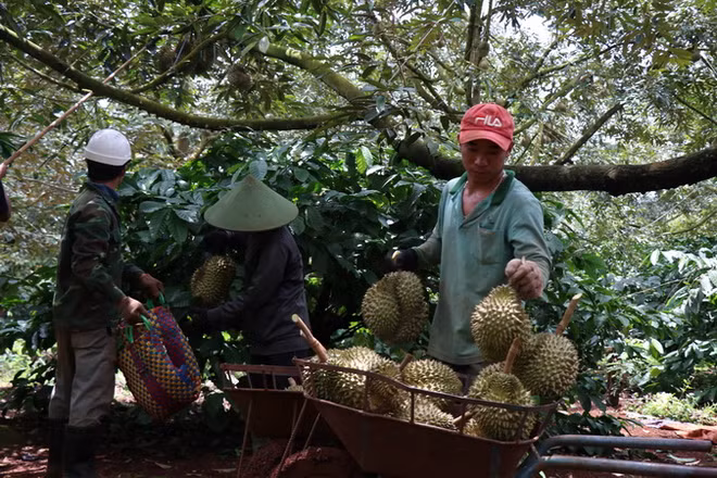 Nông dân Tiền Giang phấn khởi bởi sầu riêng vụ nghịch được giá cao ảnh 1