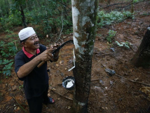 Sản lượng cao su tự nhiên của Malaysia tăng gần 54% trong tháng 1 ảnh 1