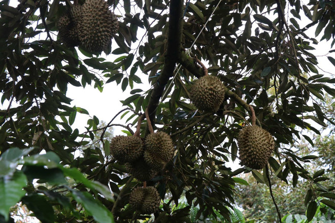 Hướng tới sản xuất bền vững đối với cây sầu riêng ở Đắk Lắk ảnh 1