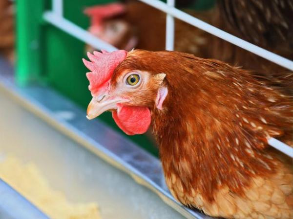 Ca nhiễm cúm H10N8 đầu tiên tử vong tại Trung Quốc ảnh 1