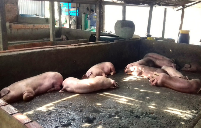 Đàn lợn bị nhiễm bệnh trước khi bị đem đi tiêu hủy. (Ảnh: Chanh Đa/TTXVN) Dịch tả lợn châu Phi tại tỉnh Kon Tum diễn biến phức tạp ảnh 1