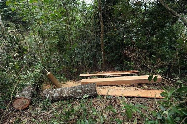 Phát hiện vụ phá rừng nghiêm trọng ở Vườn Quốc gia Phong Nha-Kẻ Bàng ảnh 1