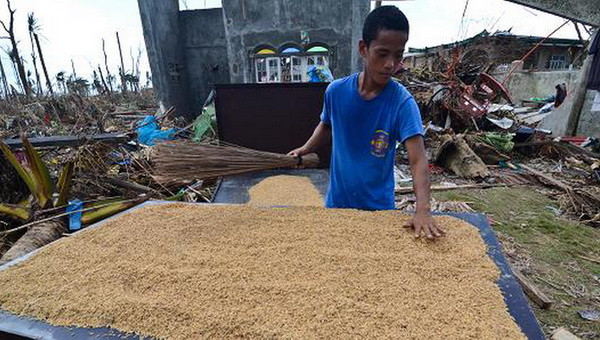 Philippines hạ mục tiêu về sản lượng lúa gạo trong năm 2014 ảnh 1