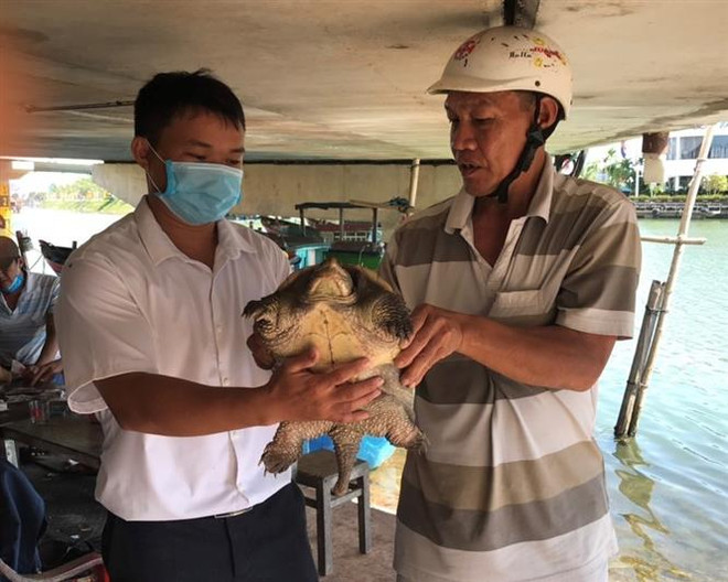 Ngư dân bắt được rùa nước ngọt lớn nhất thế giới tại Bình Định ảnh 1
