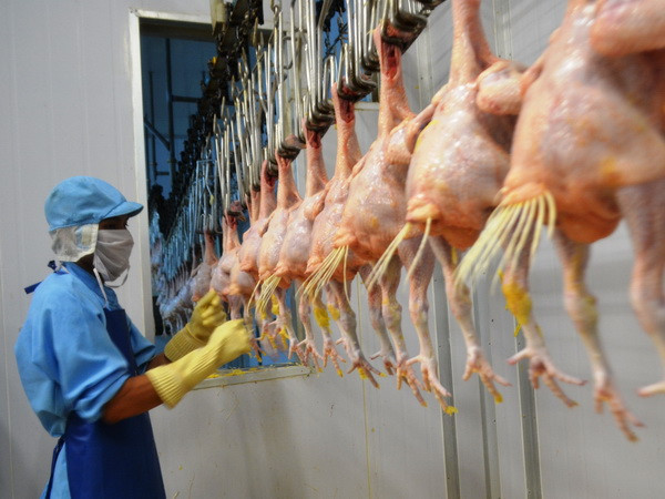 Lô gà đầu tiên của Việt Nam sẽ xuất sang Nhật vào ngày 9/9 ảnh 1