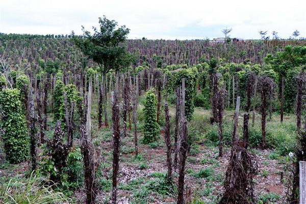 Australia hỗ trợ Đắk Nông phát triển cây càphê và hồ tiêu ảnh 1